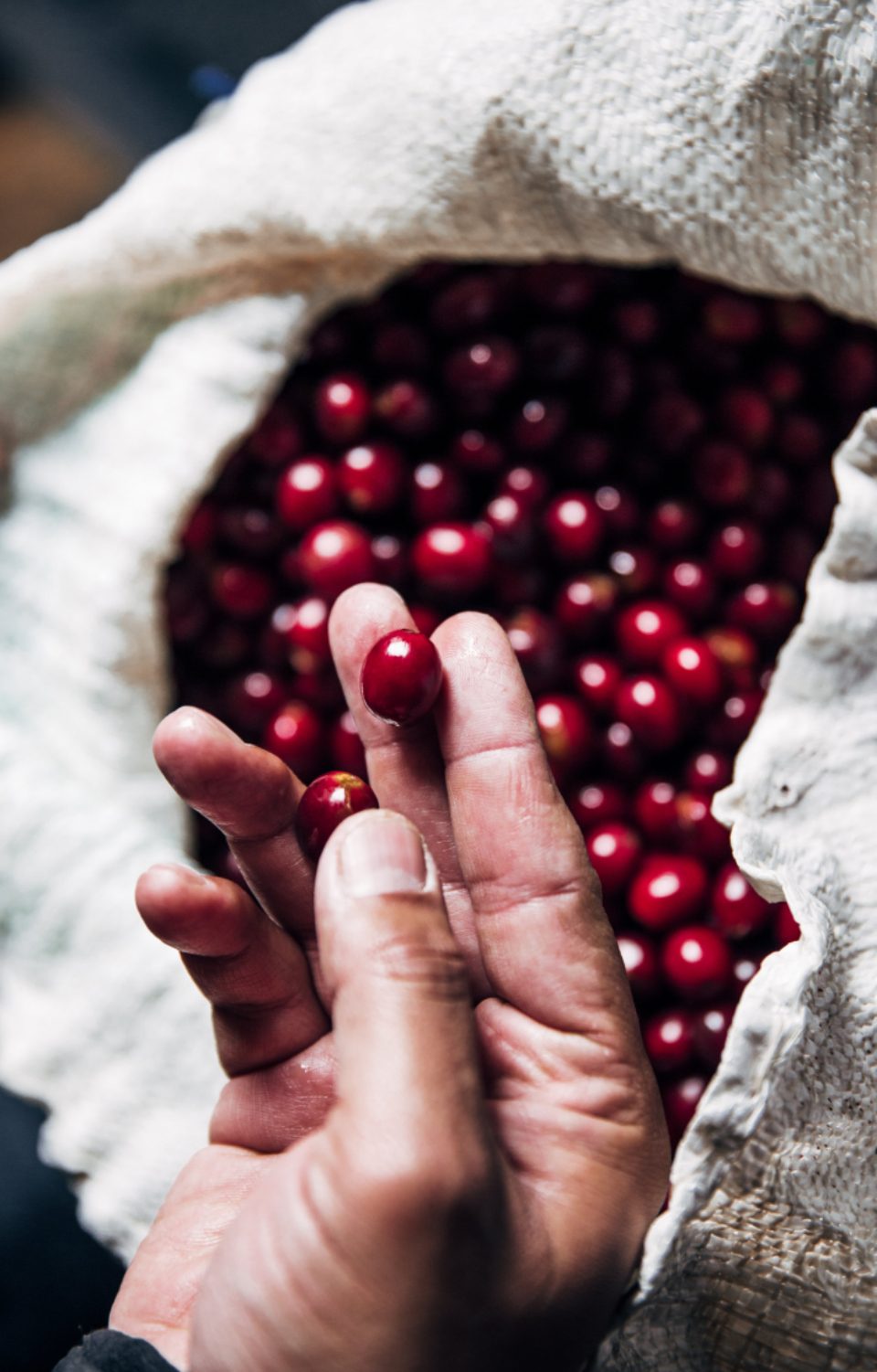 Cerezas de café recién cogidas en la mano de un caficultor